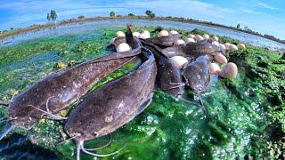 TOP VIDEO! Catch many fish and collect eggs in the rice fields by the hands of a clever fisherman