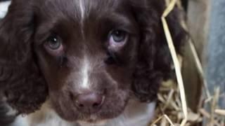 Pups At The Farm Grenagh