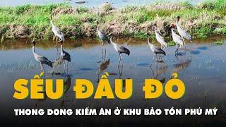 Đàn sếu đầu đỏ 9 con thong dong kiếm ăn ở Khu bảo tồn Phú Mỹ