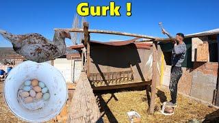 Gurk Tavuk Yatırdım!-Yeşil Mavi Yumurta Koydum!-Koçlara Gölgelik Yaptım!#köy #kuzu #tavuk