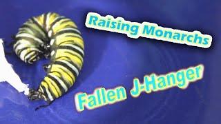 Raising Monarchs - Fallen J-Hanger (Help The Monarch Butterfly)