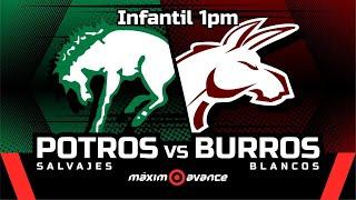 INFANTIL MAXIMO AVANCE EN VIVO: POTROS SALVAJES vs BURROS BLANCOS #ONEFA #maximoavance