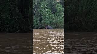 Pygmy Elephant #destinos #travel #destino #nature #fly #wildanimals #wildlife #wildlifetravel