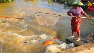 Traditional Fishing Skill In Flood Season Catch Lot Of Fish#P1040953