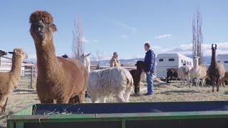 Marks Montana Adventures: A visit to Safe Haven Llama & Alpaca Sanctuary