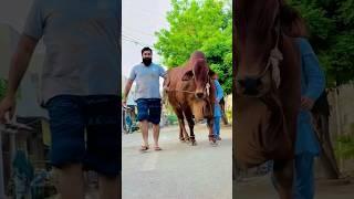 Heavy Qurbani Cow 2024  Masha Allah  #bakraeidspecial #ytshorts #bakra #mandi #petlover #cowmandi