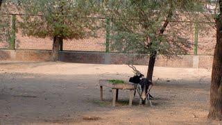 A Day At Vehari Zoo Full Vlog New 2024 #december #dailyvlog #beautiful #zoo