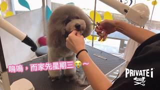 【Poodle的心聲】@ PRIVATE i PETS │ 寵物美容店