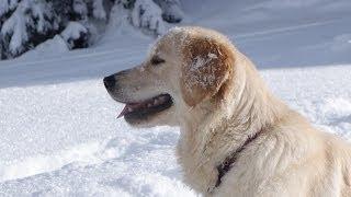 GOLDEN RETRIEVER GIOCHI NELLA NEVE