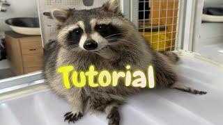 How to become Raccoon 