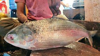 Most Favourites Big Hilsa Fish Cutting Live In Fish Market | Fish Cutting Skills