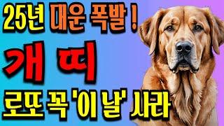 개띠 주목! 1월 개띠 운명이 바뀝니다! 개띠를 위한 대박 운세 2025년 개띠운세 46년생 58년생 70년생 82년생 94년생  재물복 재물운 금전운