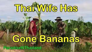 ParadiseNThailand Goes Bananas