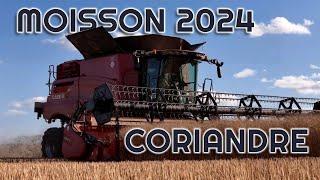 MOISSON CORIANDRE 2024 - CASE IH 7250