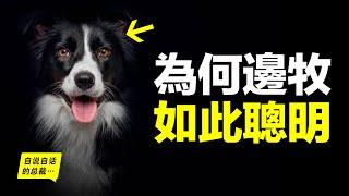 邊境牧羊犬：為什麼聰明到可怕？為什麼如此聰明卻當不了警犬？又為什麼有些邊牧看上去笨笨的？原來，這一切謎團，竟然與上帝有關……|自說自話的總裁