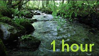 Nature Sounds of a Forest River for Relaxing-Natural meditation music of a Waterfall & Bird Sounds