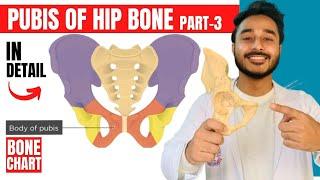 pubis of hip bone anatomy | attachments of hip bone anatomy 3d | bones of lower limb anatomy