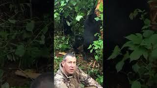 Living with the Gorillas in their world