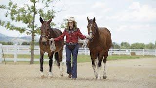 Lucky Three Ranch and Meredith Hodges