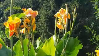 Canna Flowers - Yellow and Red  Canna Lily