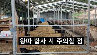 흑염소 사육 정보 / 왕따 합사 시 주의할 점