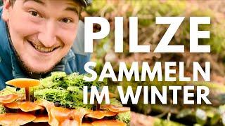 Winterpilze suchen im Winter 2025 - farbenprächtige Samtfußrüblinge, Judasohren und vieles mehr!