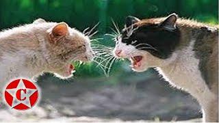 the best funny cat fight videos