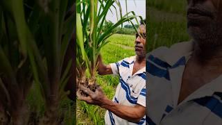Tuberose with Tube:  Farmer Gently Uproots for Transplant #shorts