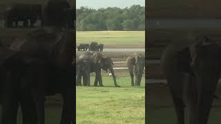 Rolling rolling #wildlife #viral #nature #asianelephant #elephant #love #tourism #tourismlife