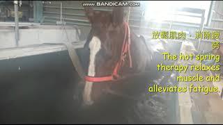 【馬壇八卦】金鎗六十游水輸咗日本馬獨有溫泉療法 [Horse Salon] Golden Sixty, Aethero, swimming, hot spring, etc