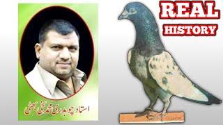 History of Teddy Pigeons by Ch Sakhi Muhammad Bhatti