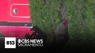 Wild chicken's become apart of people's every day lives in Yuba City