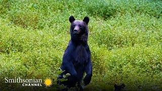 A Female Bear Tries to Fend off an Aggressive Male Bear  Carpathian Predators | Smithsonian Chann