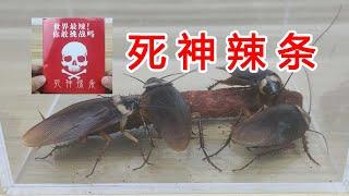 the cockroach is going to challenge the world's hottest spicy noodles