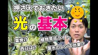 【初心者向け】観葉植物に必要な光について(植物育成ライトはオススメです)