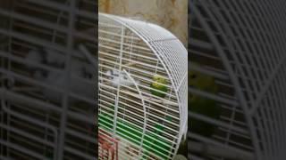 Эти взрослых папугаи зовут Кеша и Кира!