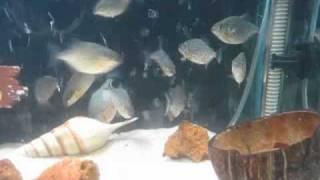 Rash's - Deadly Indian Red Belly Piranhas Eating Gold Fish.avi