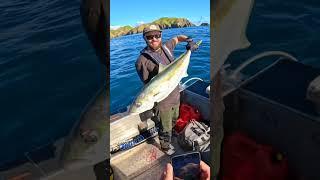 Winter gold at D’Urville Island 🟡️Chasing fat kingfish in glassed-out conditions