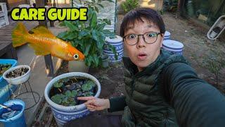 How To Care For Japanese Rice Fish - Everything You Need To Know About Medaka Fish