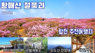 2023년 황매산 철쭉제와 함께 보는 합천군 추천여행지, 해인사,오도산 전망대,영상테마파크,황계폭포, 개화현황,주차장,등산코스,5월추천여행지,가족여행,국내여행,당일여행,korea.