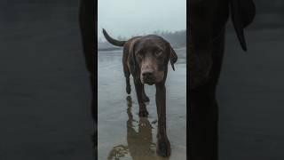 Chocolate Lab on a rainy beach walk ️