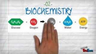 5 Branches of Chemistry