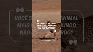 Qual é o animal mais rápido do mundo?  #Natureza #Curiosidades