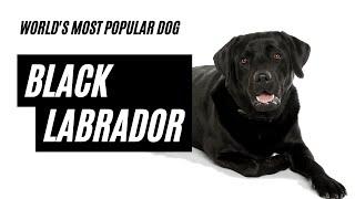 Black Labradors Summary | Black Labrador Dog | Black Labrador Personality | Black Lab | Labrador