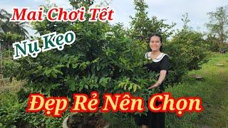 KHANH 0938109477 MAI GIẢO RIN THUẦN CHẬU CÂY ĐẸP NÊN CHỌN BAO SHIP 02/11/2024 | Bến Tre Ơi