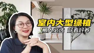 室内植物选对了，装修效果提升10倍！