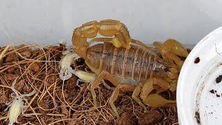 Scorpions have babies,How to raise Little Scorpions？杀牛蝎生小蝎子啦