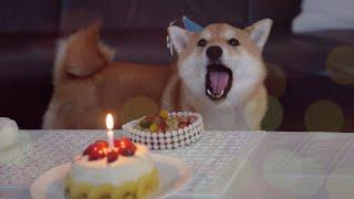 My Shiba Inu's First Birthday! (with an Amazing Gift)