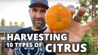 Harvesting Citrus Fruit | 10 Backyard Types of Citrus + Harvesting Tips!! | Orange, Mandarin, Etc.