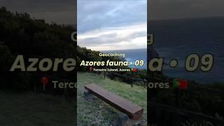 Azores fauna - 09 